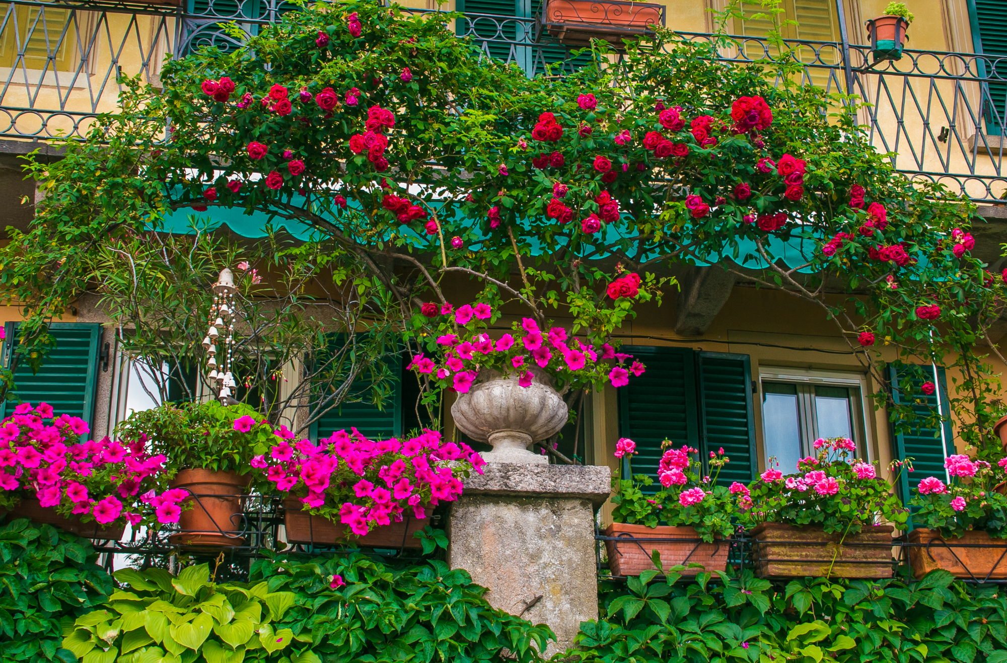 Balkonske rože so odlična popestritev